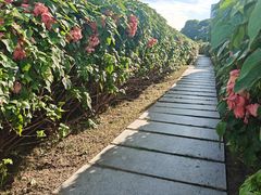 -深圳湾公园(南山区)
