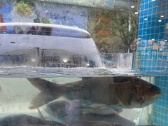 -浔味·山屿湖·正宗淳牌全鱼宴老字号