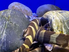 -上海海洋水族馆