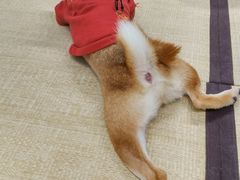 -逗柴咖啡屋·狗咖猫咖宠物桌游