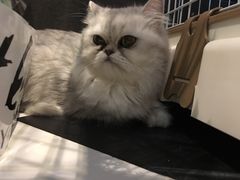 -Oh My Dog宠物沙龙(伊珊娜皮毛护理店)