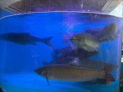 -红日饭店(裕隆三路店)