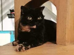 -猫小院猫主题咖啡厅(北锣店)