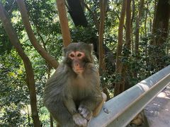 -重庆雨台山风景区