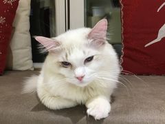 -猫和宫(六道口店)