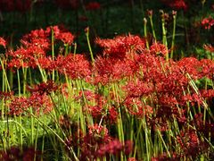 -杭州植物园
