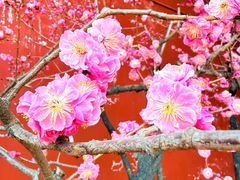 -红螺寺