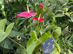 -国家植物园南园