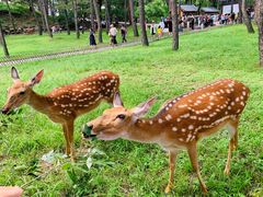 -承德避暑山庄景区