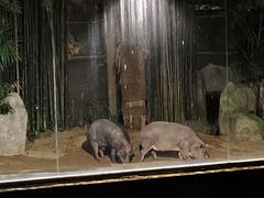 -清迈夜间动物园