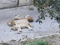 -大连森林动物园