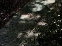 -云南屏边大围山国家公园