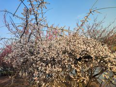 -白塘生态植物园