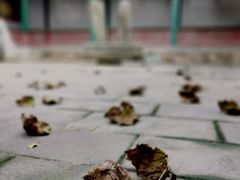 -白云观