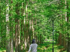 -黄海国家森林公园