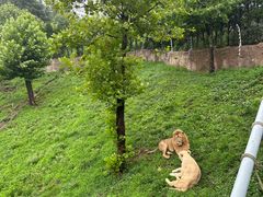 -西霞口神雕山野生动物世界