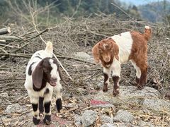 -樱桃山旅游景区