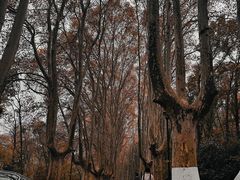 -灵谷景区
