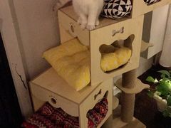 -喵zoo家庭繁育猫舍(尖东智能花园店)