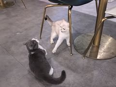 -飞行喵MR PILOT|猫舍·猫咖(静安大融城店)