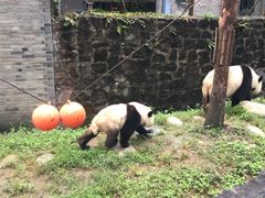 -都江堰中华大熊猫苑
