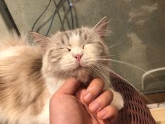 -momokira米努特·德文卷毛猫·棉花面纱犬