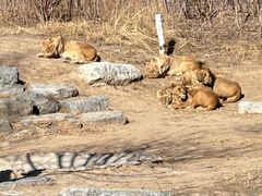 -北京野生动物园