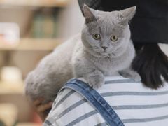 -猫里有甜