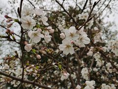 -武汉大学-樱园