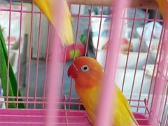 -清平路水族市场