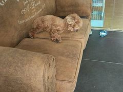 -宠物之家Pets Home 宠物寄养酒店