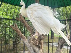 -养云安缦吧THE BAR