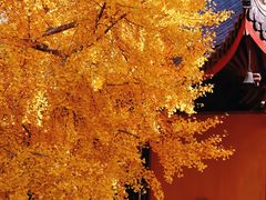 -上海青龙寺