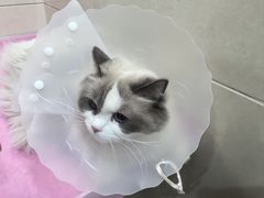 -北京观赏动物医院·24小时大型综合·猫专科·异宠专科