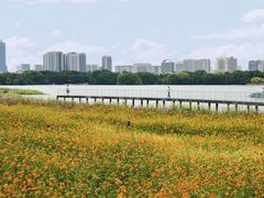 -海珠湖公园