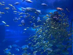 -太平洋海底世界