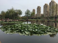 -前关湿地公园