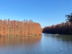 -上海海湾国家森林公园