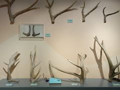 -北京麋鹿生态实验中心