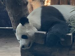 -石家庄市动物园