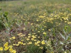 -汉长安城未央宫国家考古遗址公园