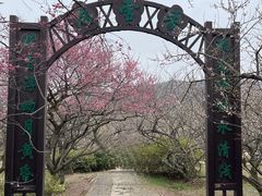 -香雪海