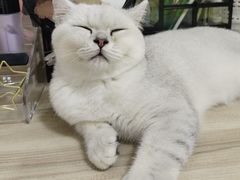 -小猫来了·猫舍(红山六九七九店)