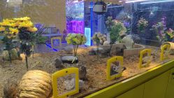 -神奇动物撸宠馆·羊驼·小浣熊·异宠(豫园店)