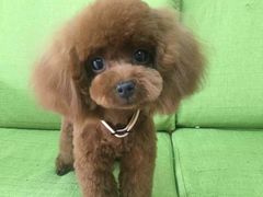 -惠康宠物医院(华能路店)