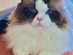 -猫在这儿猫咪咖啡馆·撸猫馆