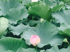 -荷塘月色湿地公园·向阳花洲