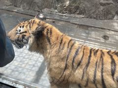 -栾川竹海野生动物园