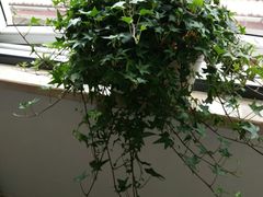 -锦江之星(武汉黄鹤楼复兴路地铁站店)