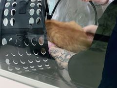 -申普宠物医院·心脏介入·心血管微创(总院)